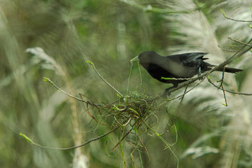 A Solitary Black Cacique (Cacicus solitarius) working on his nest.