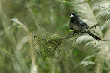 A Solitary Black Cacique (Cacicus solitarius) working on his nest.