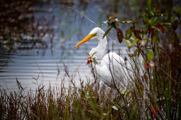 aves de las tierras de Puerto Inirida- Guainia-Colombia