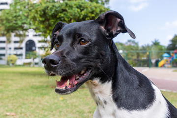 beautiful spring portrait of adorable Black Brazilian Terrier Dog in the blossoming park