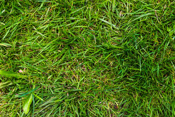 background of green grass
