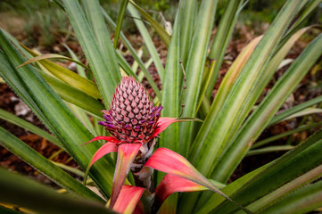 Flor de la Piña en inirida Guainia