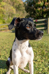beautiful spring portrait of adorable Black Brazilian Terrier Dog in the blossoming park