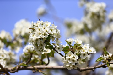 Blooming pear flower, very beautiful