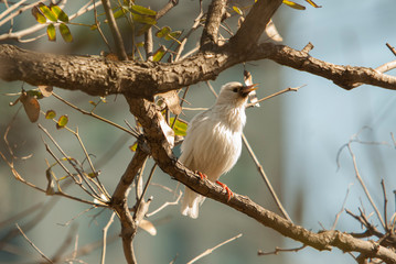 Leucistic European Starling (Sturnus vulgaris) perched on a branch.