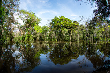 Lagunas y bosques en las selvas de Guainia en Colombia