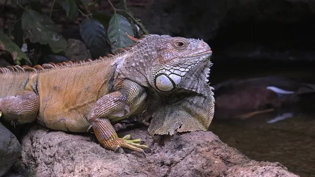 An iguana (Iguana iguana) shakes its head at the Singapore zoo. Close shot. On the blurred background we can see a duck.