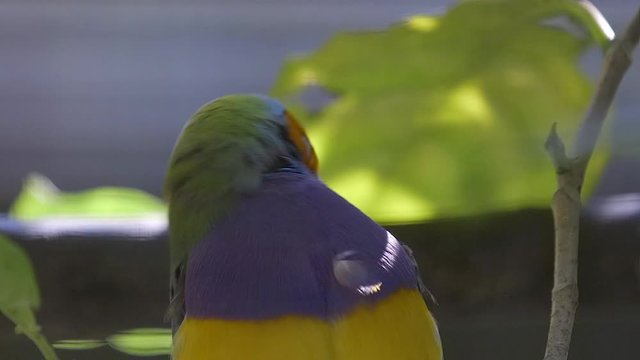 A Gouldian Finch (Erythrura gouldiae) is cleaning up at Singapore Bird Park. Close shot.
