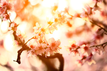 In full bloom in the peach blossom