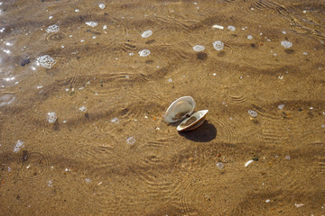 Seashells on sand. Sea summer vacation background