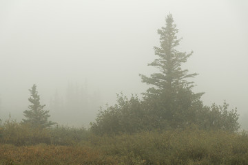 Fototapeta na wymiar Early morning fog on the tundra; Denali National Park; Alaska