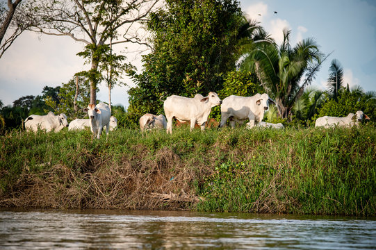 ganado vacuno a orillas del rio Guaviare en guainia y vichada