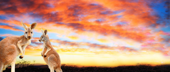 Kangaroos at sunset with pink yellow clouds 