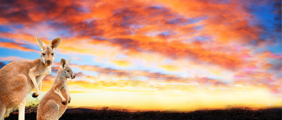 Kangaroos at sunset with pink yellow clouds 