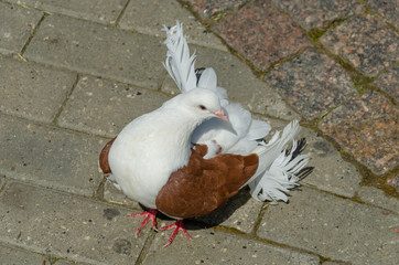 A pigeon sits on the sidewalk on a sunny day.