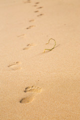     A footprint in the wet sand.Vertically.