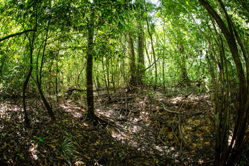 Bosques y humedales cerca a Puerto inirida Guainia _ Colombia