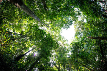 Bosques y humedales cerca a Puerto inirida Guainia _ Colombia