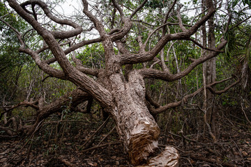 Arbol caido para leña en puerto Inirida Guainia