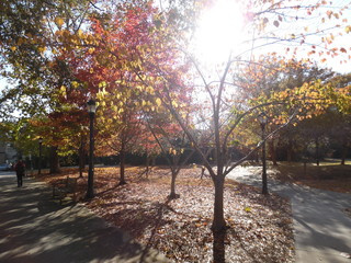 Naklejka premium autumn in the park