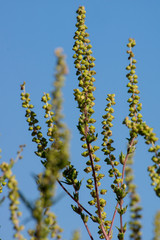 Ragweed (Ambrosia artemisiifolia)