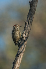 Checkered Woodpecker (Picoides mixtus) on a tree branch.