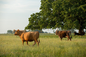 Naklejka premium Cows on Ranch