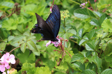 ピンクのゼラニウムの花の蜜を吸うカラスアゲハ