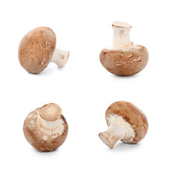 Set of raw mushrooms on white background