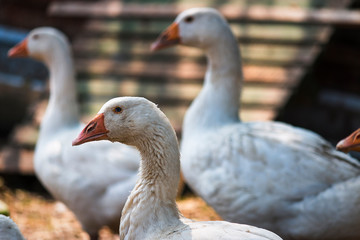portrait of a goose