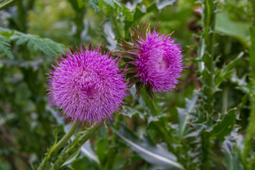 Fuzzy yet spiky pink magenta flowers