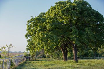 Horse among the Oaks
