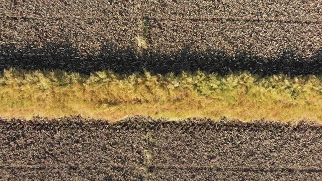 Drone video over a mature fall canola field that has been swathed into windrows and is ready for harvesting.  Drone is looking straight down and rising to show a large field.
