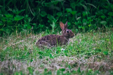 Naklejka na ściany i meble Wild rabbit in field, broad side