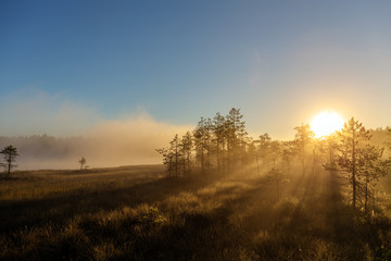 Fototapeta na wymiar fog over a small forest lake