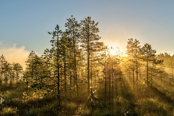 morning sun with fog over a swamp