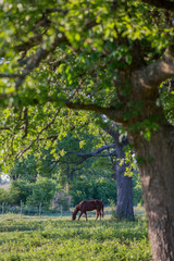 Horse on the ranch