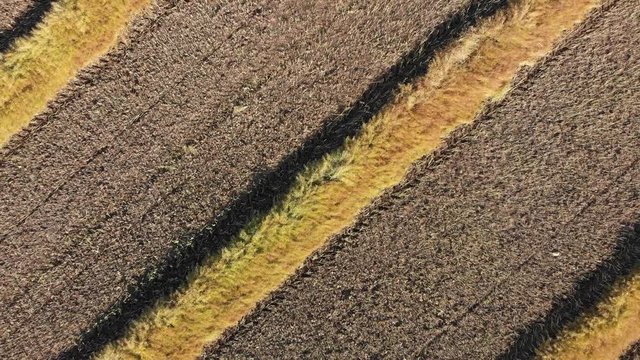 Drone video over a mature fall canola field that has been swathed into windrows and is ready for harvesting.  Drone is looking straight down on diagonal rows and rising to show a large field.