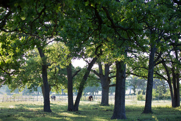 Horse on Ranch