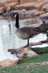 Goose at waters edge from broad side