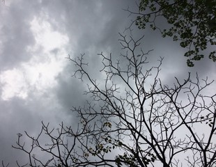 Fototapeta na wymiar tree branch silhouette sky black background