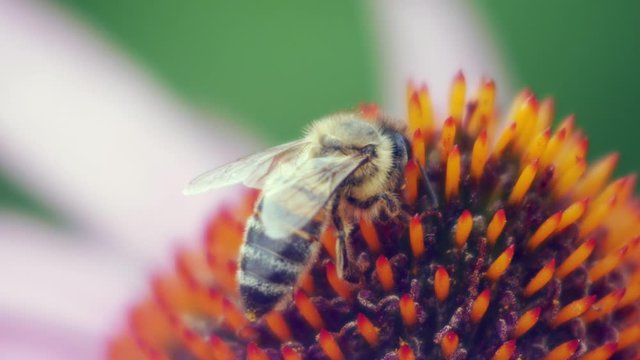 Honey Bee collects pollen from purple conflower; close-up macro shot.