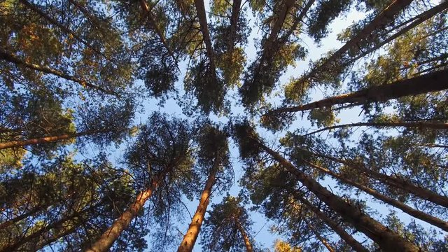Walking through Siberian pine forest looking up to the blue sky