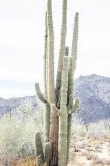 Saguaro Desert Cactus