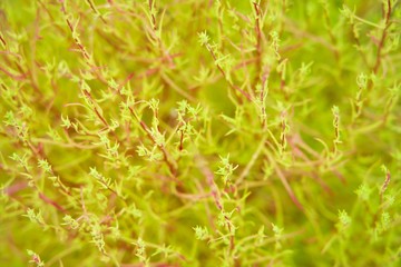 生命力を感じるコキア