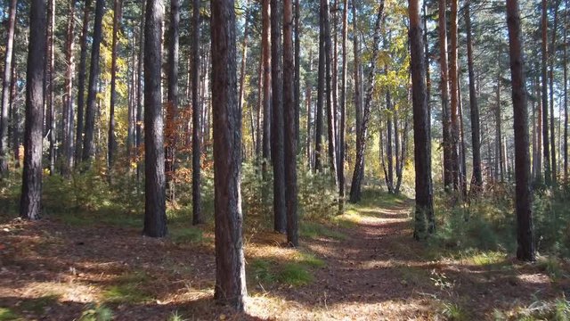 Walk through a mixed pine and birch taiga forest in autumn season