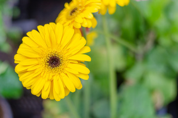 Yellow flower closeup.
