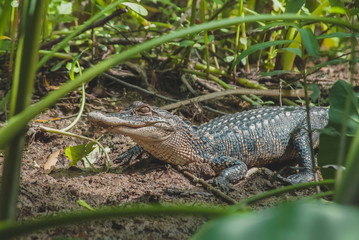 Alligator