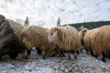 Sheeps in winter at the edge of the forest