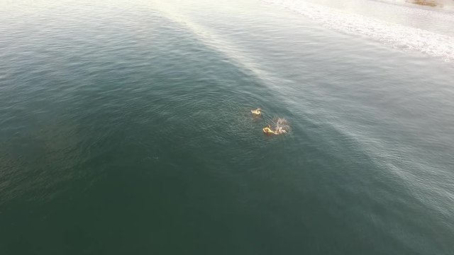Pelicans feeding and eating in the ocean with fish and stingrays swimming
